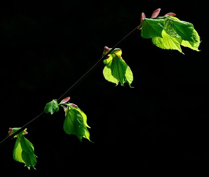 2 - Linden branch.webp