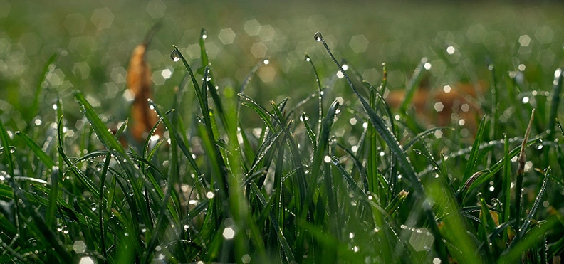 2 - MOG Oreston 50mm (Dew).webp