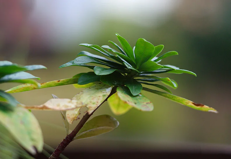 2 - Plant.webp