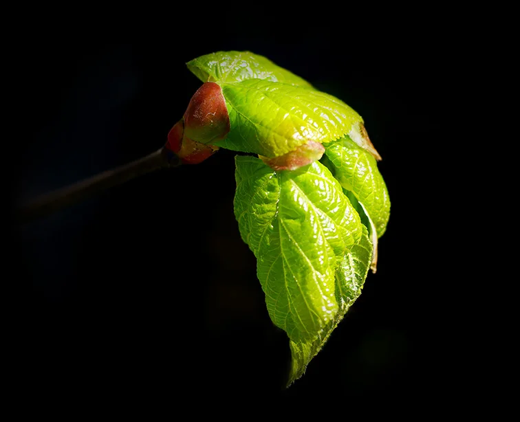 2 - The budding foliage of a linden tree.webp