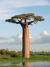 200px-Adansonia_grandidieri04.jpg