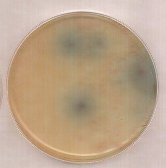 2012%2003%2028%20CGB%20Agar%20yesterday.jpg