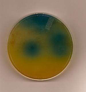 20120328.cgb.agar.fun.jpg