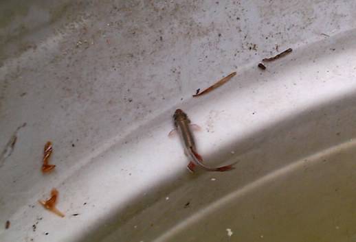 2014.06.28.Tans.fish.eat.mosquito.babies.jpg