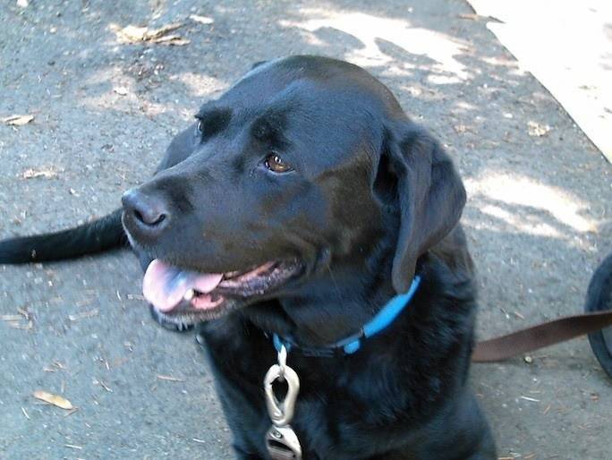 2015.08.04.blacklab.chow.blue.tongue.jpg