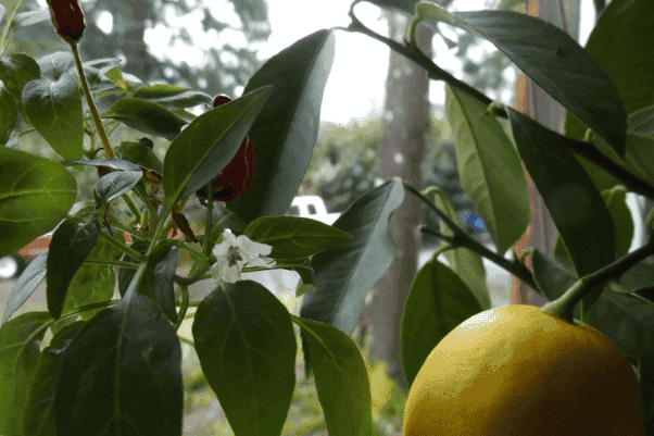 2017.03.09.pf.indoor.garden.png