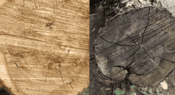 2017.06.20.natural.cracks.in.rhody.wood.png