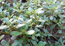 220px-Portulaca_oleracea.JPG