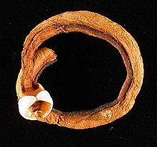 220px-Shipworm.jpg