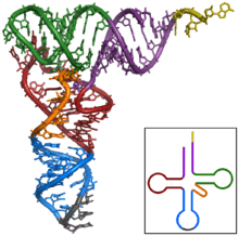 220px-TRNA-Phe_yeast_1ehz.png