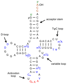 220px-TRNA-Phe_yeast_en.svg.png