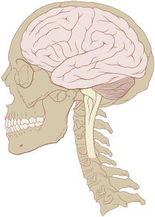 225px-Skull_and_brain_normal_human.svg.png