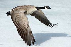 240px-Canada-Goose-Szmurlo.jpg