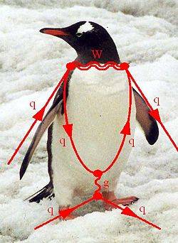 250px-Penguin_diagram.JPG