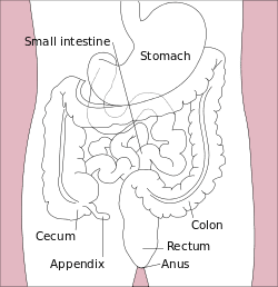 250px-Stomach_colon_rectum_diagram.svg.png