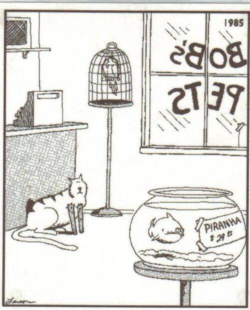 27 - Cat and Piranha.jpg