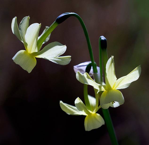 3 Angel's Tears daffodil.jpg
