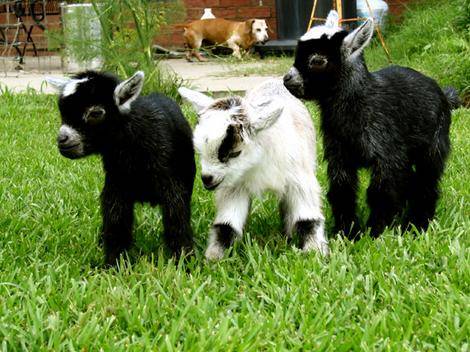 3-baby-goats.jpg