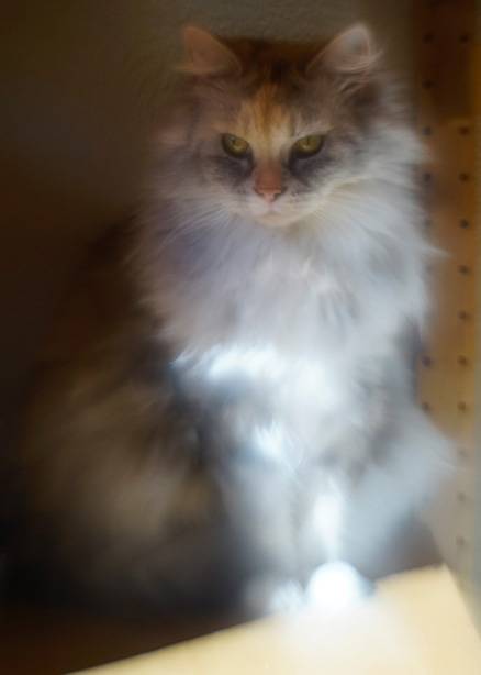 3 - Cat.jpg