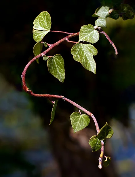 3 - English Ivy.webp