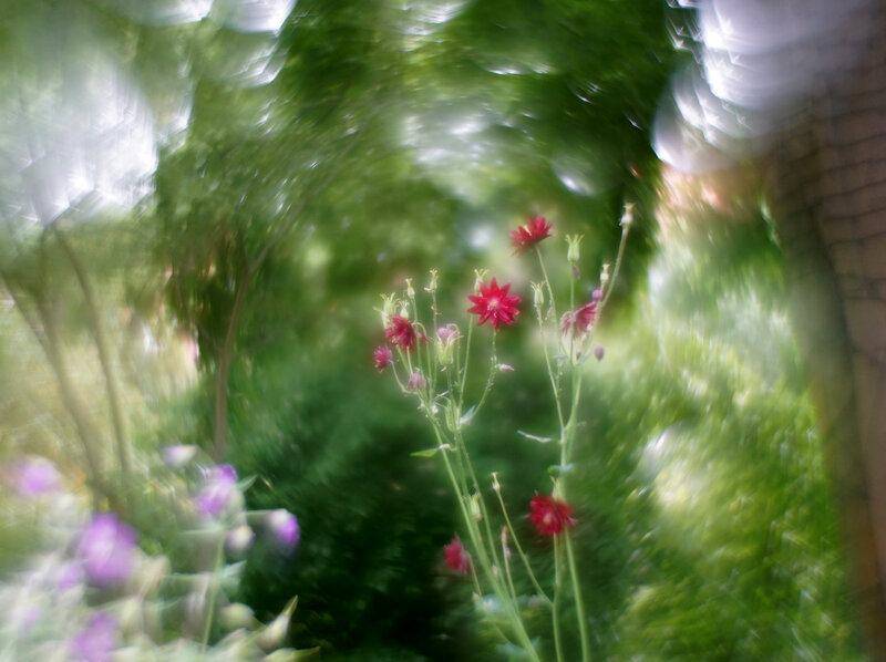 3 - Granny's bonnet (Aquilegia).jpg