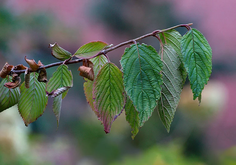 3 - Leaves.webp