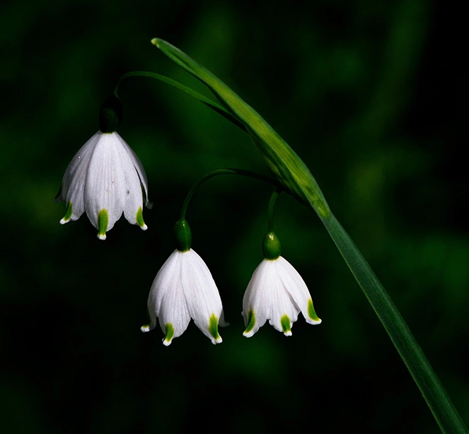 3 - Summer snowflake.webp