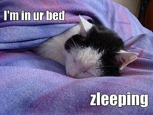 300px-Lolcat.jpg