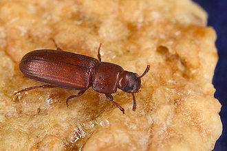 330px-Tribolium_castaneum.jpg