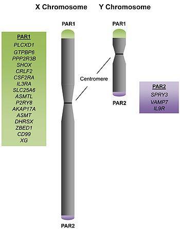 350px-Pseudoautosomal_Regions_and_Genes.jpg