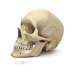 3D_model_anat_skull_web1.jpg