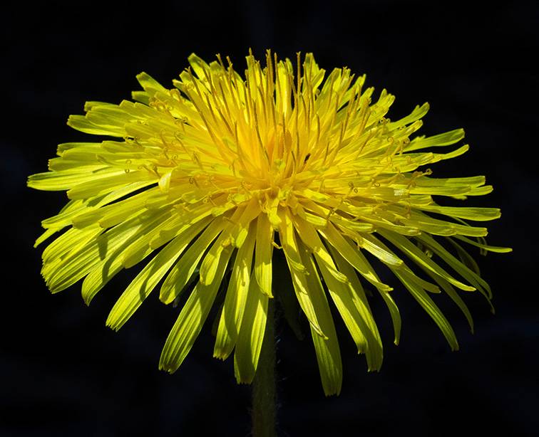 4 Dandelion.jpg