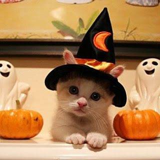 4+halloween+kitty.jpg