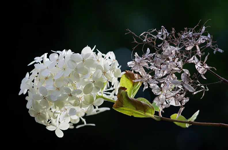 4 - Hydrangea.webp