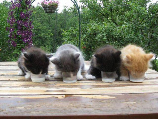 4-kitties-drinking.jpg