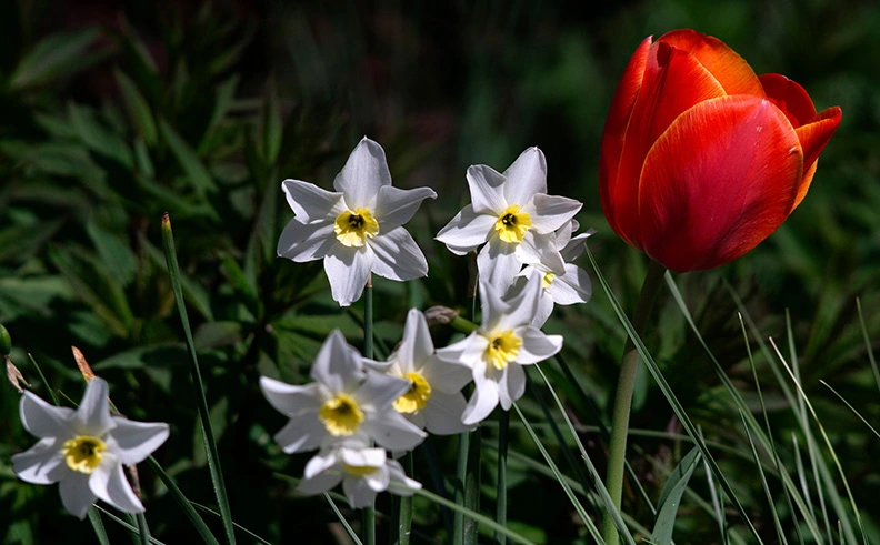 4 - Red tulip and daffodils.webp