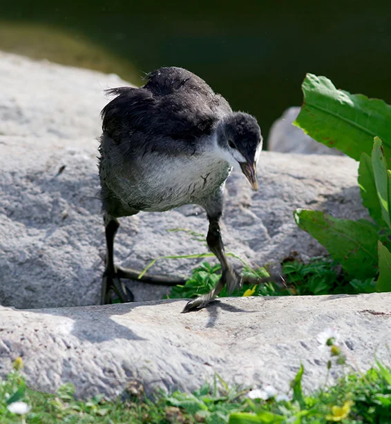 40.webp