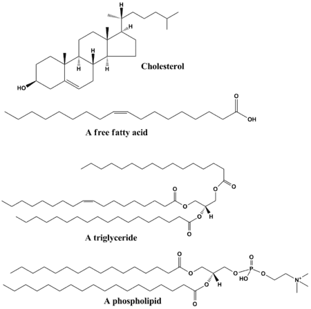 450px-Common_lipids_lmaps.png