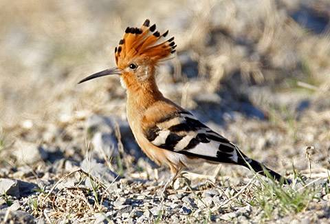 451-Afr-Hoopoe-D15308.jpg