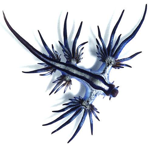494px-Glaucus_atlanticus_1_cropped.jpg