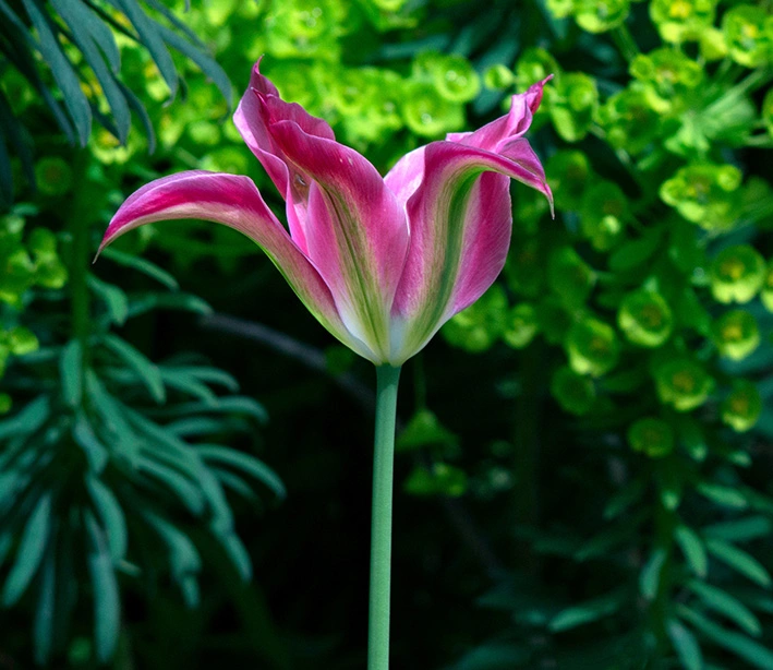 5 - Colorful pink tulip.webp