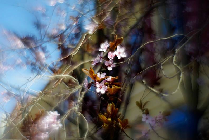 5 - Pink flower on tree.jpg