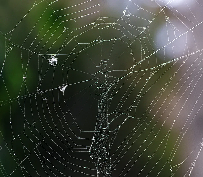 5 - Spider web.webp