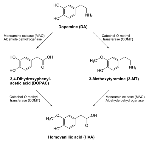 500px-Dopamine_degradation.svg.png