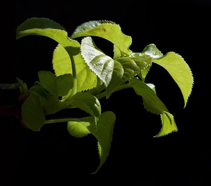 51 (Yashinon-DS 50mm f1.9).webp