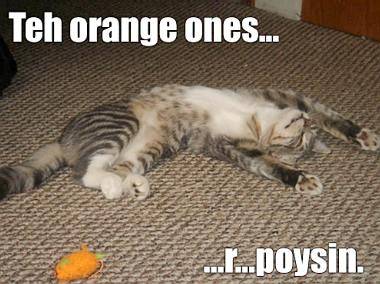 5338_lolcat_word_large.jpg