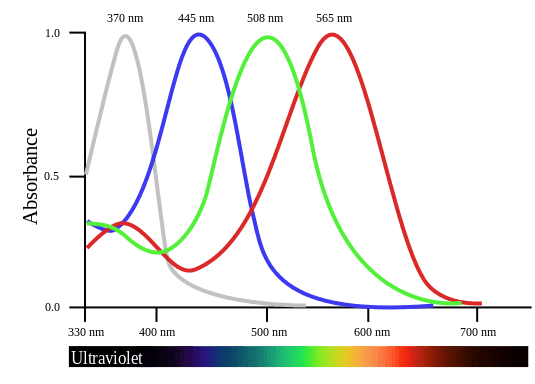 535px-BirdVisualPigmentSensitivity.svg.png