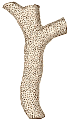 545-fig749t.gif
