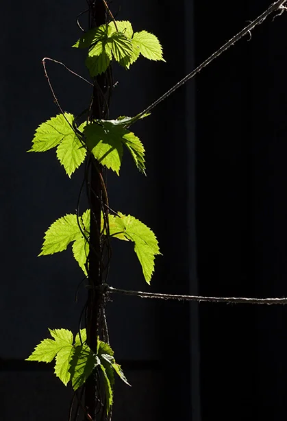 57 (Yashinon-DS 50mm f1.9).webp