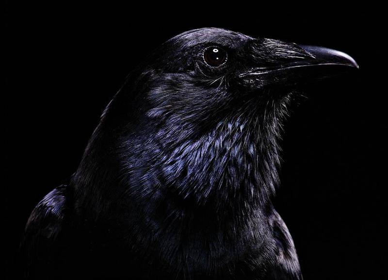 5_crow.jpg